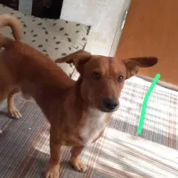 واگذاری طوله پاکوتاه فروش