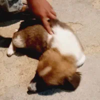توله پاکوتاه