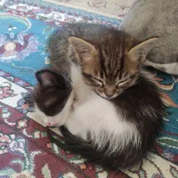 واگذاری رایگان بچه گربه