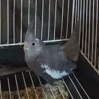 عروس هلندی یکساله