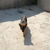 سگ ژرمن|سگ|تاکستان, |دیوار