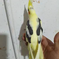 عروس هلندی. دوکت