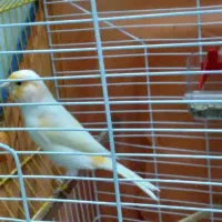 قناری ماده