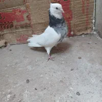 کفتر یا کبوتر طوقی معاوضه با عروس هلندی|پرنده|بافق, |دیوار