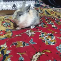 خرگوش لپ از باق حیوانات اصفهان اوردم