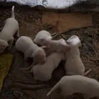 واگذاری و ف توله های داگو ارژانتینو