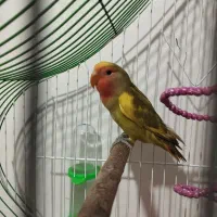 کوتوله برزیلی|پرنده|شاهرود, |دیوار