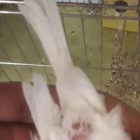 ۲عدد قناری ماده آماده|پرنده|اصفهان, زهران|دیوار