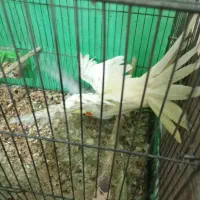 عروس پاریس|پرنده|بندر ماهشهر, |دیوار