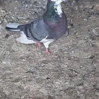 کفتر|پرنده|میناب, |دیوار