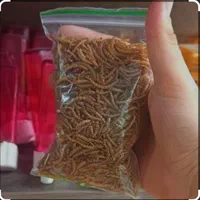 سلام، میلورم زنده ومیلورم خشک