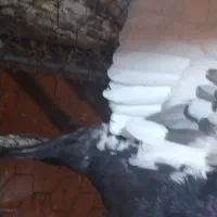 کبوتر سینه ای یا سینه سیاه|پرنده|شیراز, حومه شیراز|دیوار