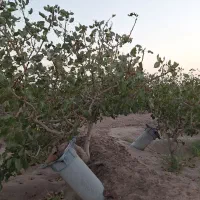 فروش زمین پسته|فروش دفتر صنعتی، کشاورزی، تجاری|کشکوئیه, |دیوار