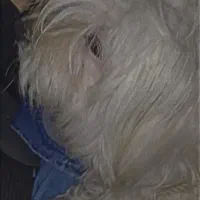 پاکوتا نژاد شیتزو|سگ|هریس, |دیوار