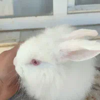 خرگوش سفید پشمالو