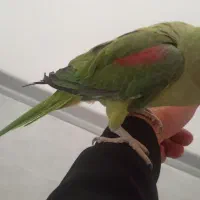 شاه طوطی سوپر رام ( فروش فوری )|پرنده|بوئین و میاندشت, |دیوار