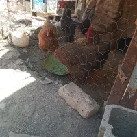 سلام چهارتامرغ تخمذارمحلی فروشی