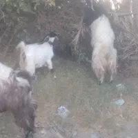 گوسفند فروشی