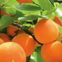 پیش فروش نهال زردالو قیسی