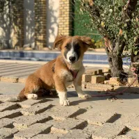 واگذاری توله سگ پاکوتاه نر|سگ|کرج, فاز ۱ مهرشهر|دیوار