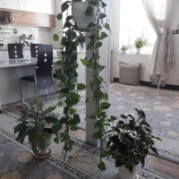 گل آپارتمانی