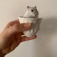 همستر مینیاتوری