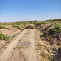 کود گوسفندی درجه یک پول دو گونی کود|خدمات باغبانی و درختکاری|باروق, |دیوار