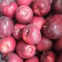 نهال سیب پیوندی|خدمات باغبانی و درختکاری|سپیدان, |دیوار