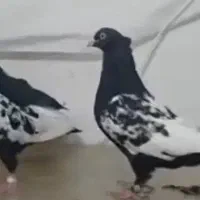 جفت‌جوجه‌سینه‌سیاه