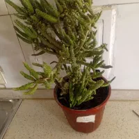 گلدونهای پر از گل