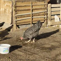 مرغ و خروس راک آمریکایی اصیل