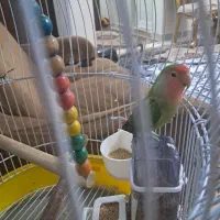 طوطی برزیلی باقفس