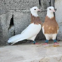 طوقی زرد خال سیاه|پرنده|خورموج, |دیوار