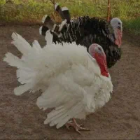 بوقلمون پرورشی ارگانیک کیلوی ۱۸۰هزار تومان زنده|حیوانات مزرعه|اندیمشک, |دیوار