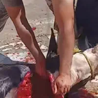 قصاب سیار|خدمات پیشه و مهارت|شیروان (خراسان), |دیوار