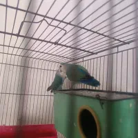 فروش دوتا طوطی برزیلی|پرنده|دورود, |دیوار