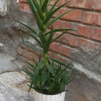 گل آلوورابزرگ وسرحال