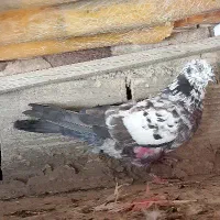 کفتر نر با آب گرفتم رودخانه
