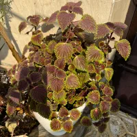 گل و گیاه|گل و گیاه طبیعی|ورامین, ورامین|دیوار