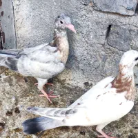 کبوتر سار