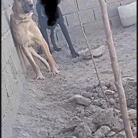 سگ سرابی توله ۹ماهه|سگ|شهریار, اصیل آباد|دیوار