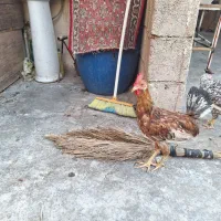 خروس|حیوانات مزرعه|مسجد سلیمان, |دیوار