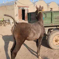 خریدوفروش اسب و پانسیون(چک معتبر)|اسب و تجهیزات اسبسواری|سردرود, |دیوار