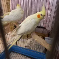 عروس هلندی لوتینو نر و ماده