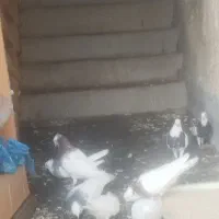 فروش پرنده خانگی کبوتر طوقی 8 عدد