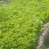 کاهو روغنی|خوردنی و آشامیدنی|خان ببین, |دیوار