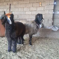 میش ،بره ،شیشک، بز،بیگ