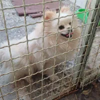 پامرانین خرسی عروسکی|سگ|ساری, |دیوار