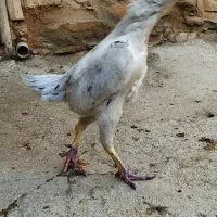 لاری طوسی