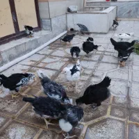 جوجه مرغ گلین لری پنگوئنی